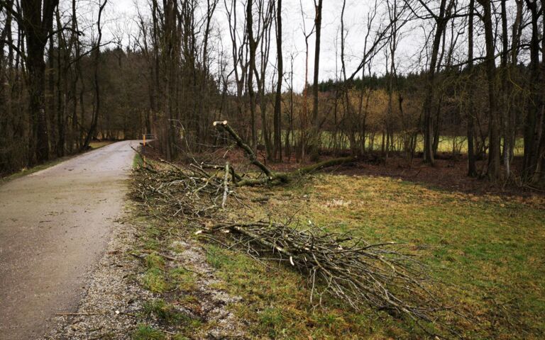 Foto: Der umgestürzte Baum ragt mit dem Wipfel in die Fahrbahn